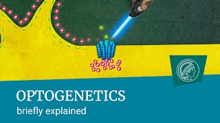 Optogenetics  briefly explained Turning nerve cells on and off using pulses of light [upl. by Zohar443]