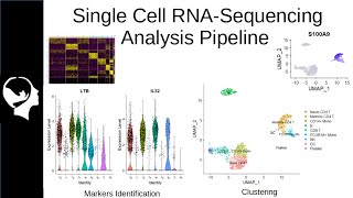 Clustering and Markers Identification for ScRNASeq  Seurat Package Tutorial [upl. by Armalla517]