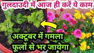 Guldaudi लगायें अभीGuldaudi plant careGuldaudi seasonGuldaudi plantation [upl. by Aikrahs975]