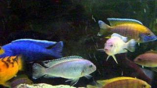 Blue Ahli Hap and Lemon Jake Jacobfreibergi Peacock Breeders  The Cichlid Stop [upl. by Rora]