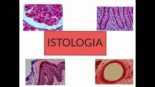 CORSO DI ISTOLOGIA LEZIONE 1 DI 30 EPITELI PARTE 1 [upl. by Repsac]