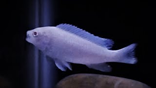 Snow white Cichlid Pseudotropheus Socolofi Albino Pindani Care amp Tank Set up [upl. by Fedirko]