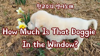 한교수의 영어노래 quotHow Much Is the Doggie in the Windowquot [upl. by Euqinimod]