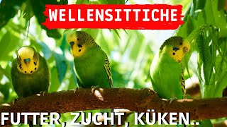 Wellensittiche Tipps  Wellensittiche Futter Zucht amp Küken  Wellensittiche halten Welli Aufnahmen [upl. by Helse]