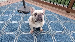 Diego our Lilac Fawn Merle French Bulldog Stud [upl. by Lamek]