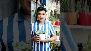 Fittonia plant  Nerve Plant Plantcare shorts reels newvideo viralvideo indoorplant [upl. by Bosson287]