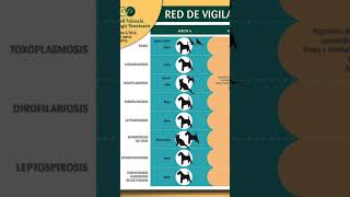 ZOONOSIS Enfermedades animales que se transmiten a las personas auxiliarveterinario [upl. by Rochette]