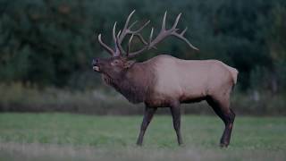 Elk Bugle Sound [upl. by Paxton]