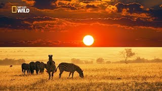 Savannah Life Wild Africa National Geographic Documentary HD 2017 [upl. by Eleaffar]