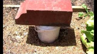 How To Make An Earwig Trap  chemical free [upl. by Naic]