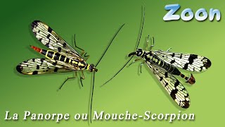 La Panorpe ou Mouchescorpion  The scorpion fly [upl. by Neelyk264]