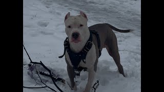 Амстафф Бой первый снег 4 ноября 2024 года amstaff pitbull собака собаки [upl. by Estevan]