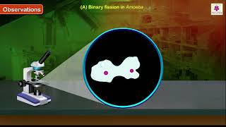 What are the steps of Binary fission What is Z ring [upl. by Aneehta856]