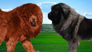 Tibetan mastiff vs Sarplaninac Hiughlights [upl. by Nozicka]