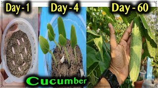 Best method to grow Cucumber Plants from seeds at home  From seedlings to harvesting 60 days update [upl. by Behnken221]