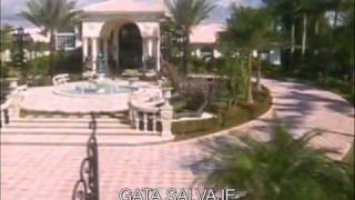 GATA SALVAJE  Soundtrack 8wmv [upl. by Aed997]