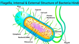 L6 Microbiology  Structure of Bacteria Hin  Internal or External Structure of Bacteria  Flagella [upl. by Erdried537]