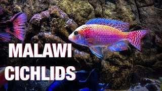 How to breed African cichlids and raise the fry [upl. by Essirehs518]