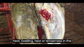 Lameness in cows Complete understandingConcept of lameness [upl. by Dleifrag]