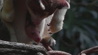 Rare kangaroo peeks from moms pouch at Bronx Zoo [upl. by Leasi107]