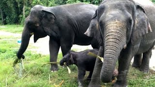 SUARA GAJAH DAN MENGENAL BINATANG GAJAH  ELEPHANT SOUND [upl. by Heng281]