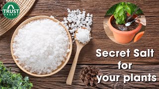 All about Epsom Salt  Benefits of Epsom Salt to Plants [upl. by Yelnek]