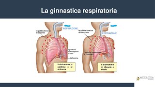 Fisioterapia respiratoria  esercizi da fare post polmonitebpcocovid19 [upl. by Atniuqal]