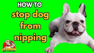 Puppy Biting WATCH THIS 👉 3 EASY Steps to Stop Puppy Nipping FAST [upl. by Northington]