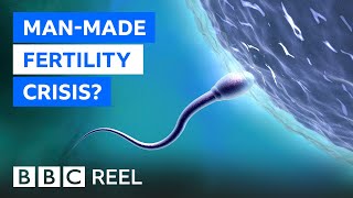 Fertility crisis Is modern life making men infertile  BBC REEL [upl. by Eilime]