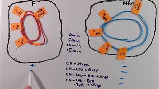 Bacterial Gene Mapping Using Conjugation [upl. by Philips]