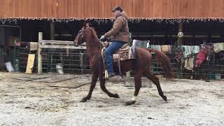 Pending 83 13yr old 141h hackneysaddlebred gelding 675 Deadline 12123 [upl. by Levona]