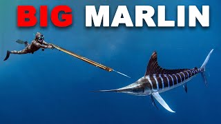 Spearfishing Marlin amp Fighting AGGRESSIVE Sharks [upl. by Nickerson]