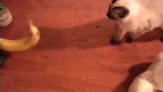 Bananas vs Cats [upl. by Bentlee]