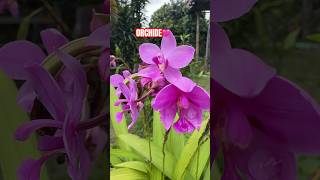 ORCHIDE  OrchidePretty Flowers  Unusual Plantsorchideyoutubeshortsaasamethuli [upl. by Reider]