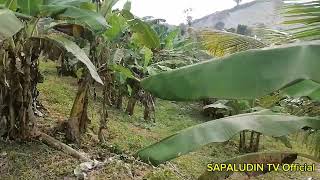 ANG AMING BANANA PLANTATION AT COCONUTS PHILIPPINES MINDANAO PIKIT DALINGAOEN [upl. by Lehplar]