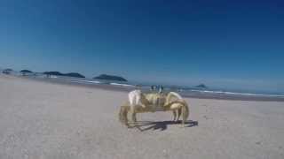 Siri na praia ATACA a GoPro [upl. by Jueta]