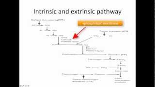 Hemostasis clotting system kallikrenin and regulation [upl. by Aihtak263]