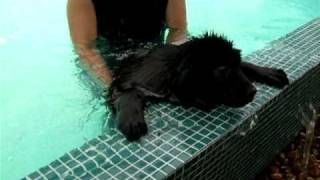 Newfoundland Puppy Swimming [upl. by Hicks]