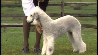 Bedlington Terrier  AKC Dog Breed Series [upl. by Adnarom869]