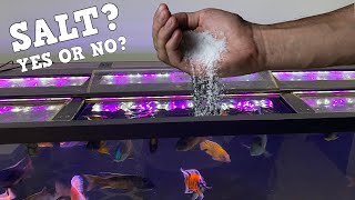 Do You Need Salt In Your Aquarium Pros and Cons [upl. by Keriann]