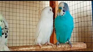 3 Hr Budgies Chirping Talking Singing Parakeets Sounds Reduce Stress  Relax to Nature Bird Sounds [upl. by Aiken]