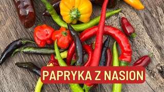 PIKOWANIE PAPRYKI UPRAWA PAPRYKI Z NASION OGRÓD WARZYWNY [upl. by Yesnik675]