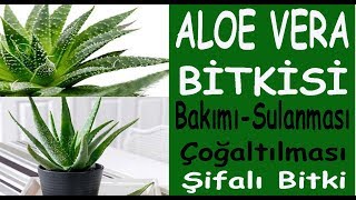 Aloe Vera bitki bakımı sulanması ve çoğaltılması Alovera bitki bakımı ve sulanması nasıl yapılır [upl. by Merna714]