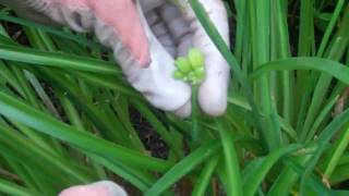 Lilies amp More  How to Plant Oriental Lilies by Seeds [upl. by Enneles]