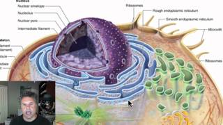 Cinelecture 22  Prokaryotic and Eukaryotic Cell Structure [upl. by Maryjane786]