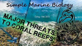 Dangers for Tropical Coral Reefs  Simple Marine Biology 6 [upl. by Chico]