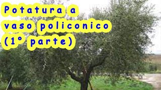 Potatura di allevamento a vaso policonico su giovane pianta di ulivo Impalcatura del vaso 1parte [upl. by Aenit847]