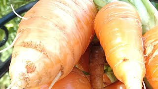 Harvesting Homegrown carrots For Oxtail STEW [upl. by Nnaecarg]