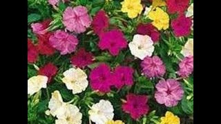 358  How to grow n care 4 Oclock Mirabilis Jalapa Beauty of the night Gul Abbas Gulbassi Hind [upl. by Nyladam]