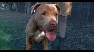 Meet Camo a Friendly Pitbull  Super Awesome Dogs [upl. by Yhtomiht]